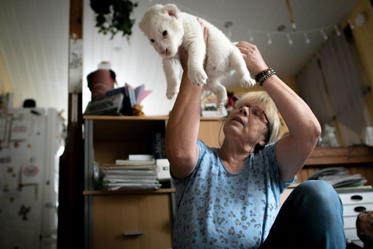 Brigitte Klimond, the director of the association "Caresse de Tigre," looks on the sex of a newborn white lion cub on Aug. 11, 2019. (LOU BENOIST/AFP via Getty Images)