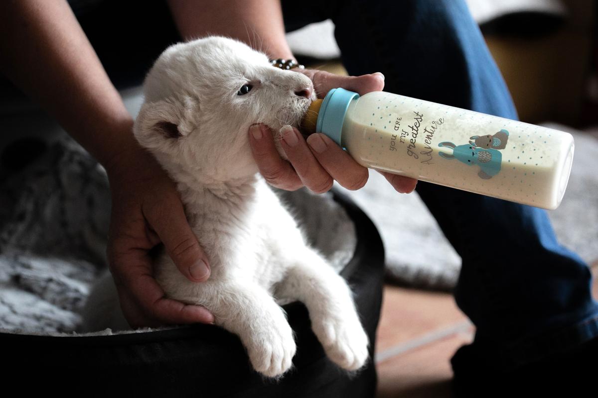 Brigitte, the director of the association "Caresse de Tigre," feeds a newborn white lion cub with a nursing bottle on Aug. 11, 2019. (LOU BENOIST/AFP via Getty Images)