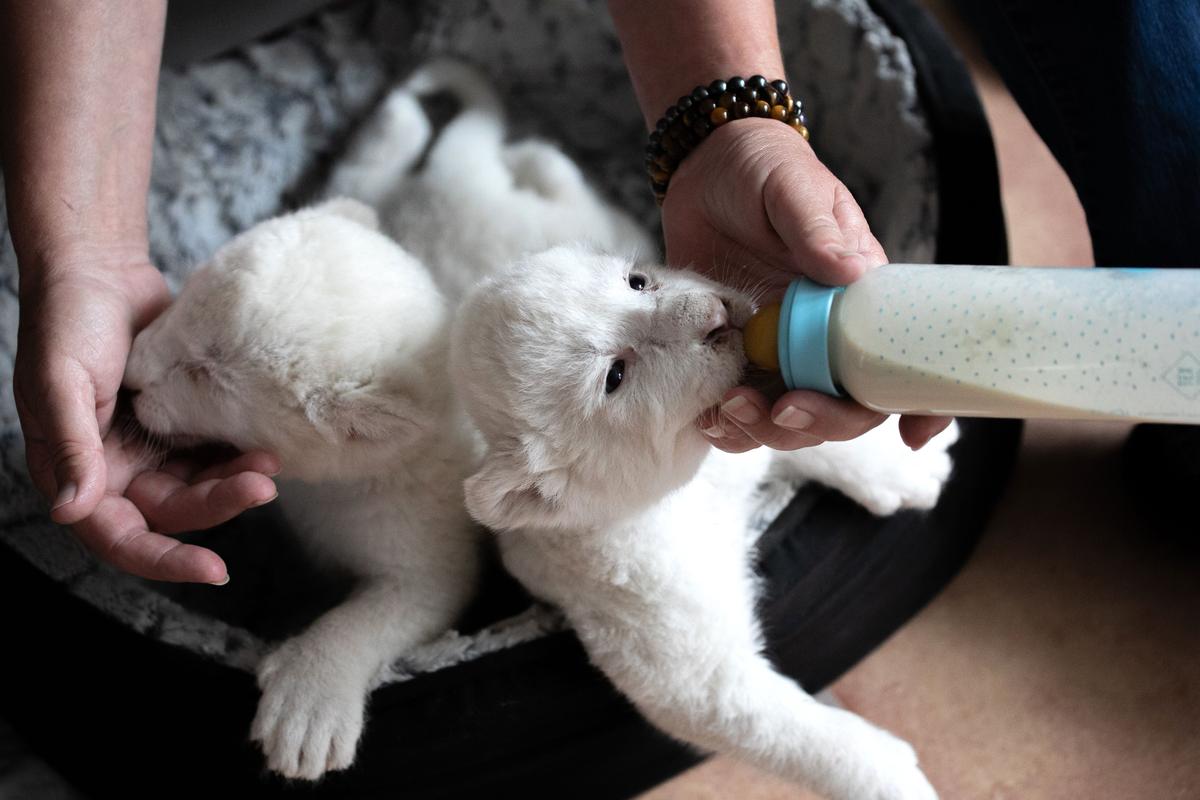 Newborn white lion cubs drink milk with a nursing bottle on Aug. 11, 2019. (LOU BENOIST/AFP via Getty Images)