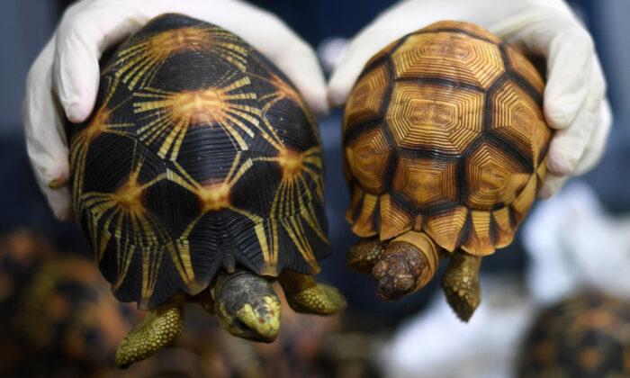 ‘It Was So Awful’: Nearly 10,000 Stolen Rare Tortoises Found Crammed in a Home in Madagascar
