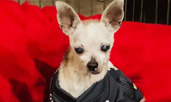 Tiny Dog Abandoned at the Vet for Being ‘Too Old’ Goes Viral on Social Media, Finds Forever Home