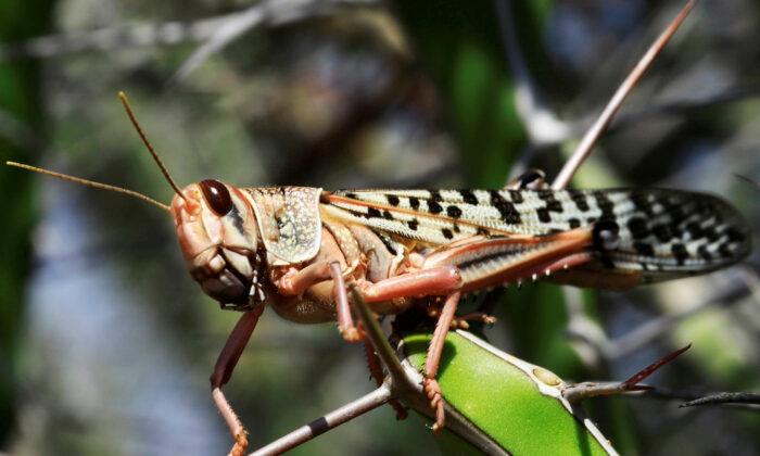 China Urges Local Authorities to Prepare for Possible Locust Invasion
