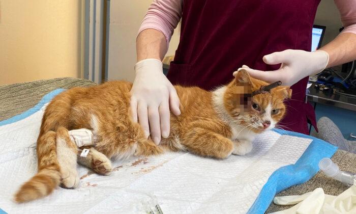 ‘Cupid’ the Tabby Cat Survived Over a Week With an Arrow Shot in His Head, Till Rescuers Save the Day