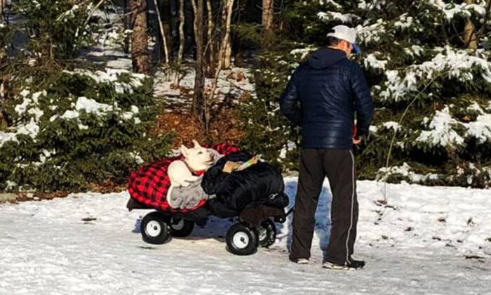 ‘She Would Do the Same for Me’: Heartrending Photo of Man Towing Paralyzed Dog in Red Wagon Goes Viral