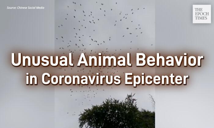 Unusual Animal Behavior in Coronavirus Epicenter