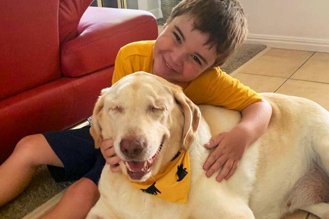 Blind, Overweight Senior Dog Dumped at City Pound–Until Perfect Family Finds Her on Social Media