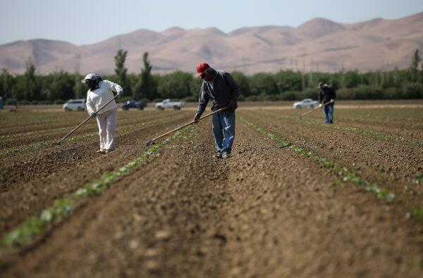Workers weed a cantaloupe field in Firebaugh, Calif., on April 23, 2015. (Justin Sullivan/Getty Images)