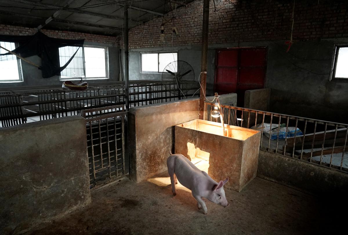 One of the two surviving pigs is pictured in a pigpen at a village in Henan province, China January 13, 2020. Picture taken January 13, 2020. REUTERS/Jason Lee