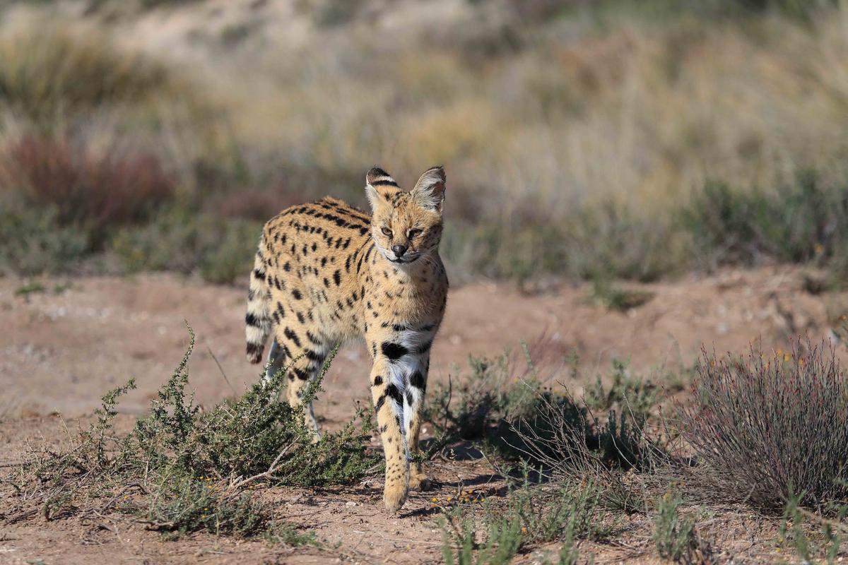 ©Shutterstock | <a href="https://www.shutterstock.com/image-photo/rare-day-shot-serval-cat-433284295">Julian W</a>