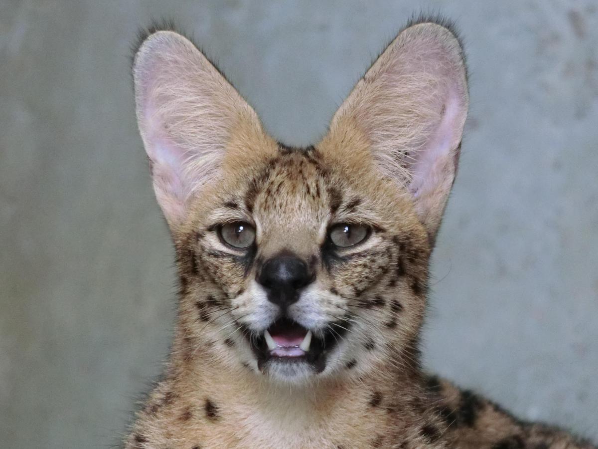 ©Shutterstock | <a href="https://www.shutterstock.com/image-photo/serval-leptailurus-wild-cat-africa-1340122397">Berta21</a>