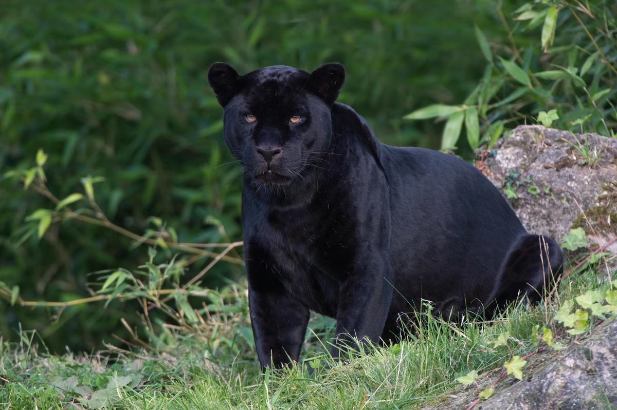 ©Shutterstock | <a href="https://www.shutterstock.com/image-photo/black-jaguar-deep-forestblack-pantherjaguar-panthera-714709735">davemhuntphotography</a>