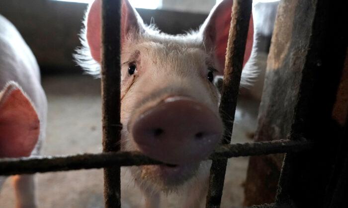 Before Coronavirus, China Bungled Swine Epidemic With Secrecy