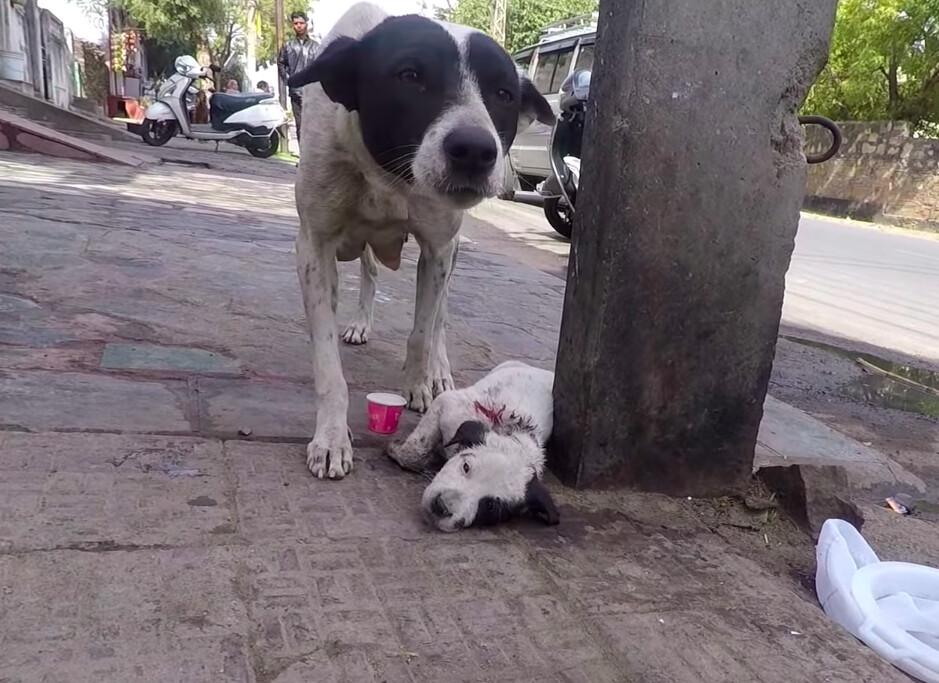 (Courtesy of Animal Aid Unlimited)