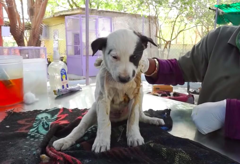 (Courtesy of Animal Aid Unlimited)