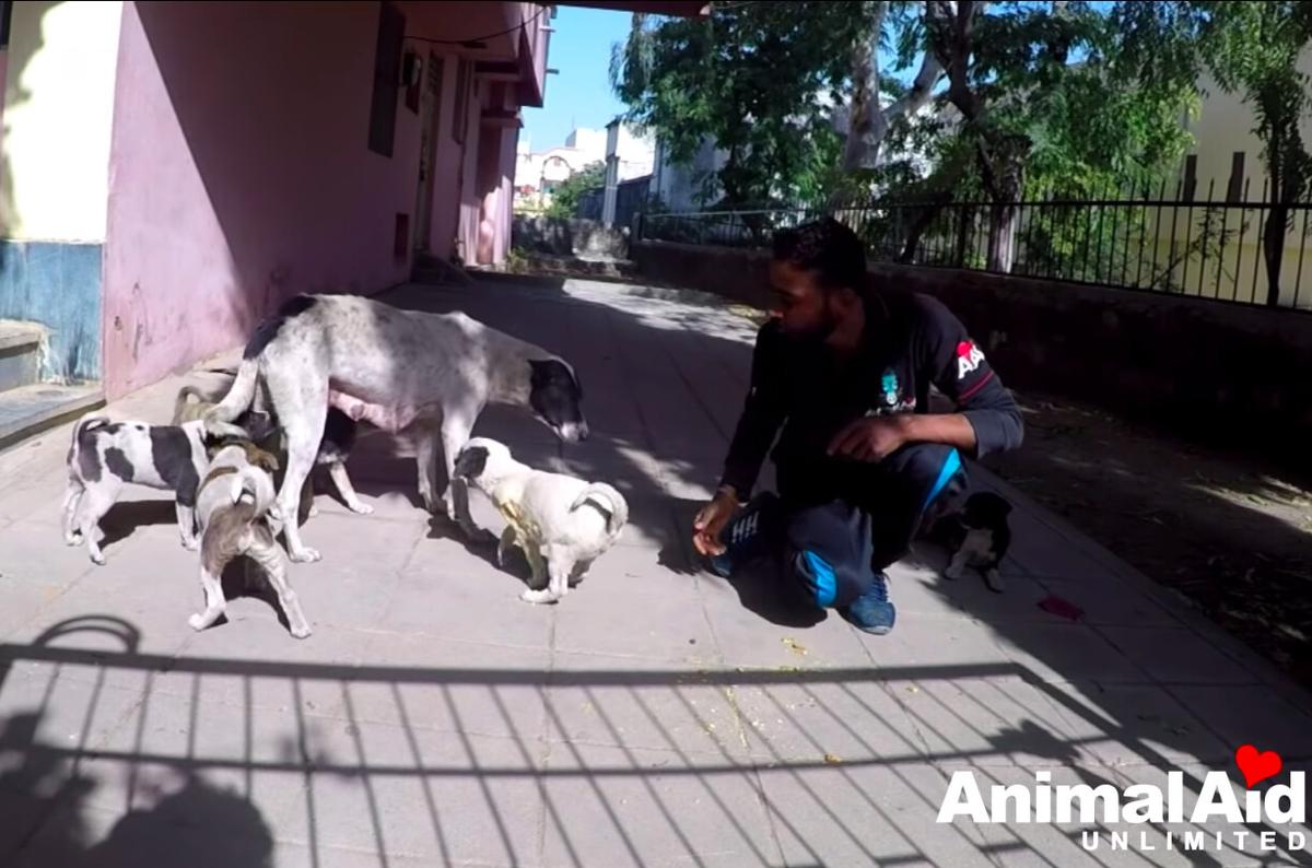 (Courtesy of Animal Aid Unlimited)