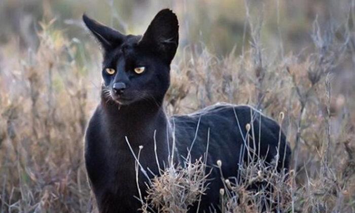 Photographer Captures Extremely Rare Black Serval Cat in Africa, and It’s Blowing People’s Minds