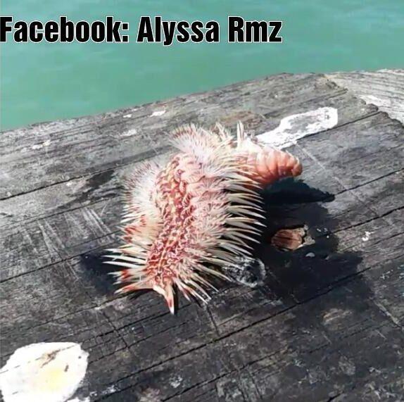 Photo courtesy of <a href="https://www.instagram.com/chilly.down/">Alyssa Ramirez</a>