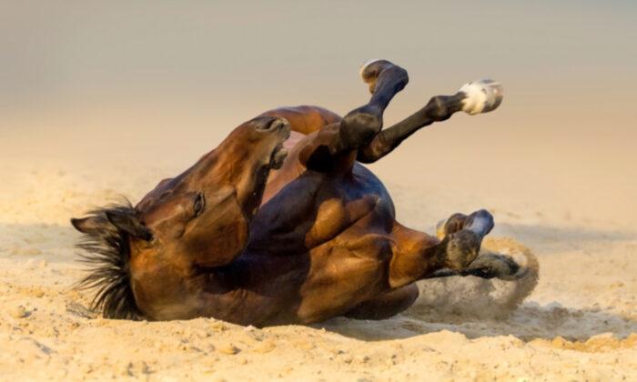 Overdramatic Horse Pretends to Be Dead Whenever Someone Tries to Ride Him