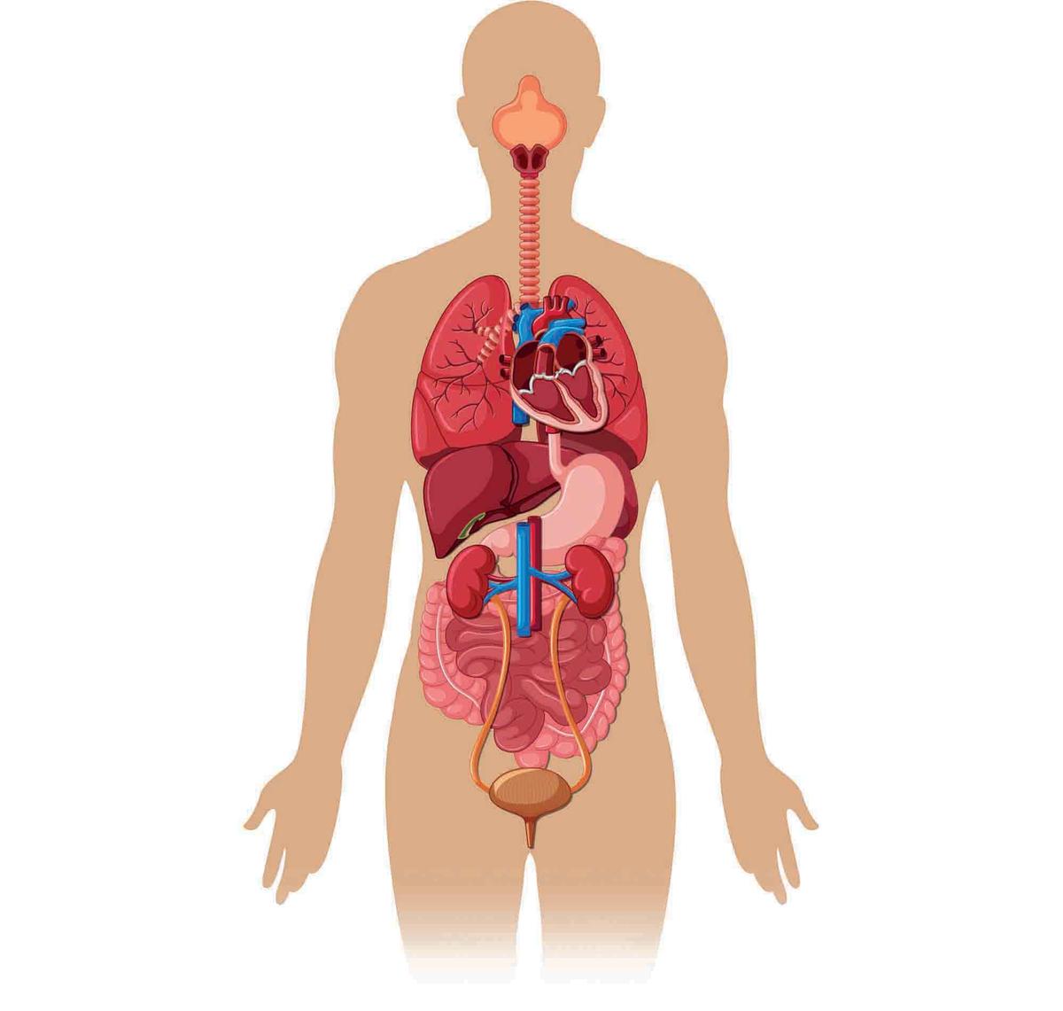 Illustration - Shutterstock | <a href="https://www.shutterstock.com/image-vector/human-body-different-organs-illustration-478957342">GraphicsRF</a>