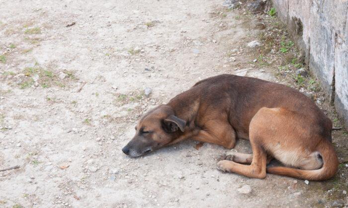 Stray Dog That Waited On the Same Spot Every Day to Be Saved Finds Forever Home