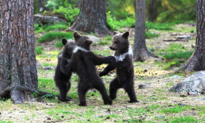 Photographer Snaps 3 Bear Cubs ‘Dancing in the Woods’ Like in a Fairytale Storybook