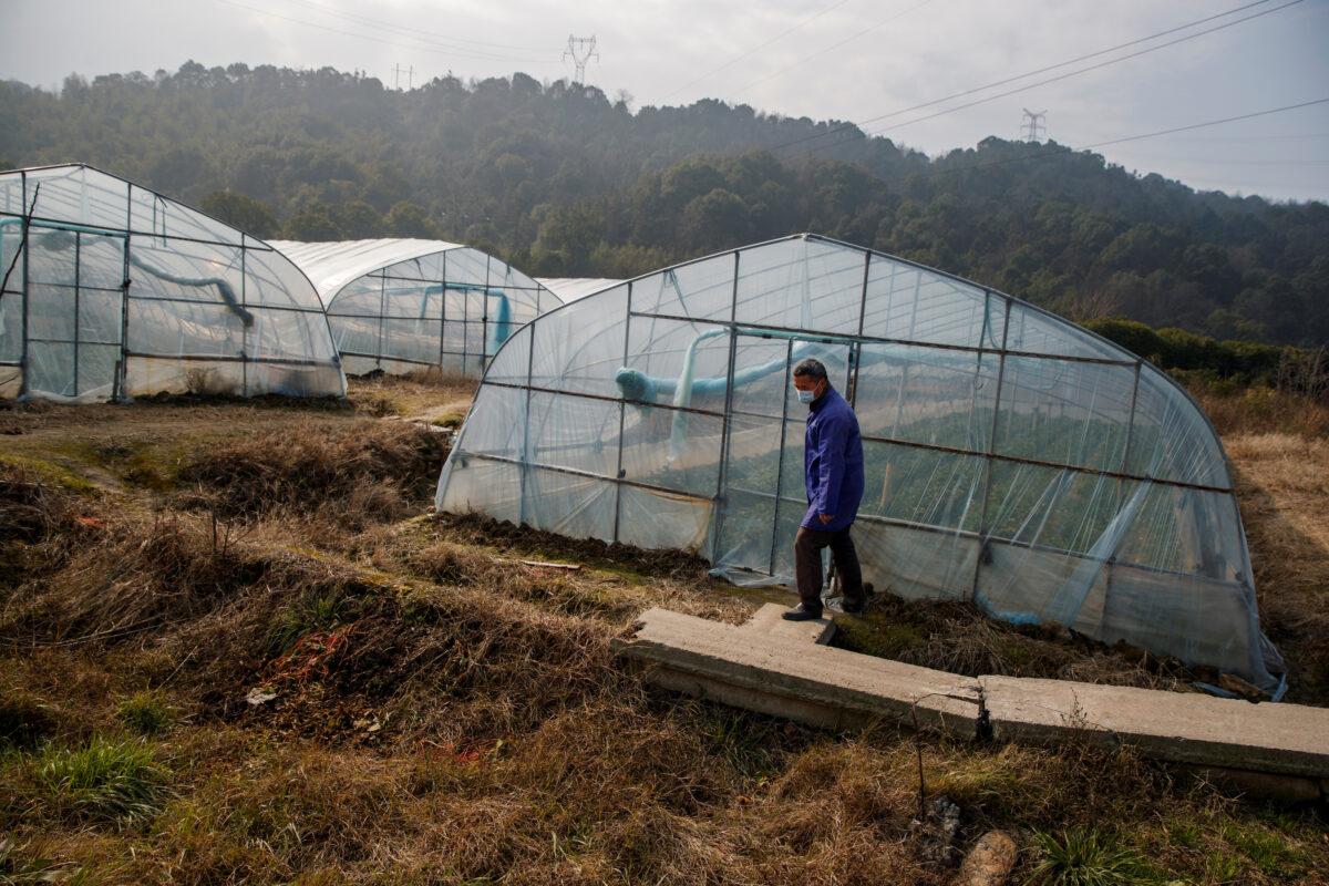 A strawberry farmer walks past a greenhouse at his farm where sales have been severely affected by the coronavirus outbreak in Jiujiang, Jiangxi Province, China, on Feb. 4, 2020. (Thomas Peter/Reuters)