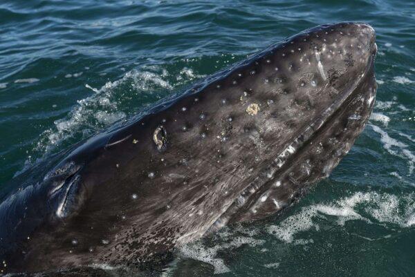 A grey whale calf (Eschrichtius robustus) emerges from the waters of the Ojo de Liebre Lagoon, Baja California Sur State, Mexico, on March 3, 2015. (Omar Torres/AFP via Getty Images)