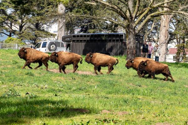 Bison have resided in Golden Gate Park since 1891. (Courtesy of SF Recreation and Park Department/James Watkins)
