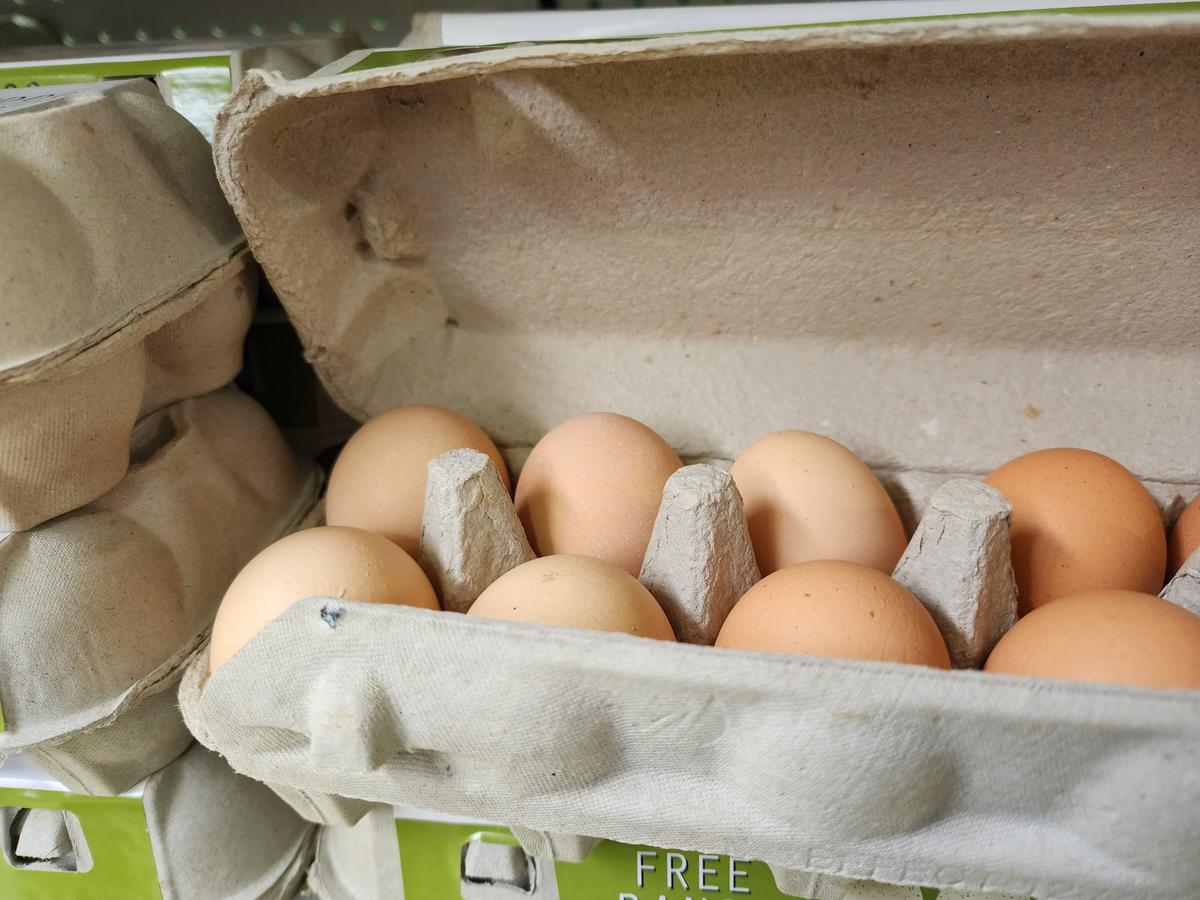 Bird Flu Case Detected in Victoria Just Days After Eradication Announcement