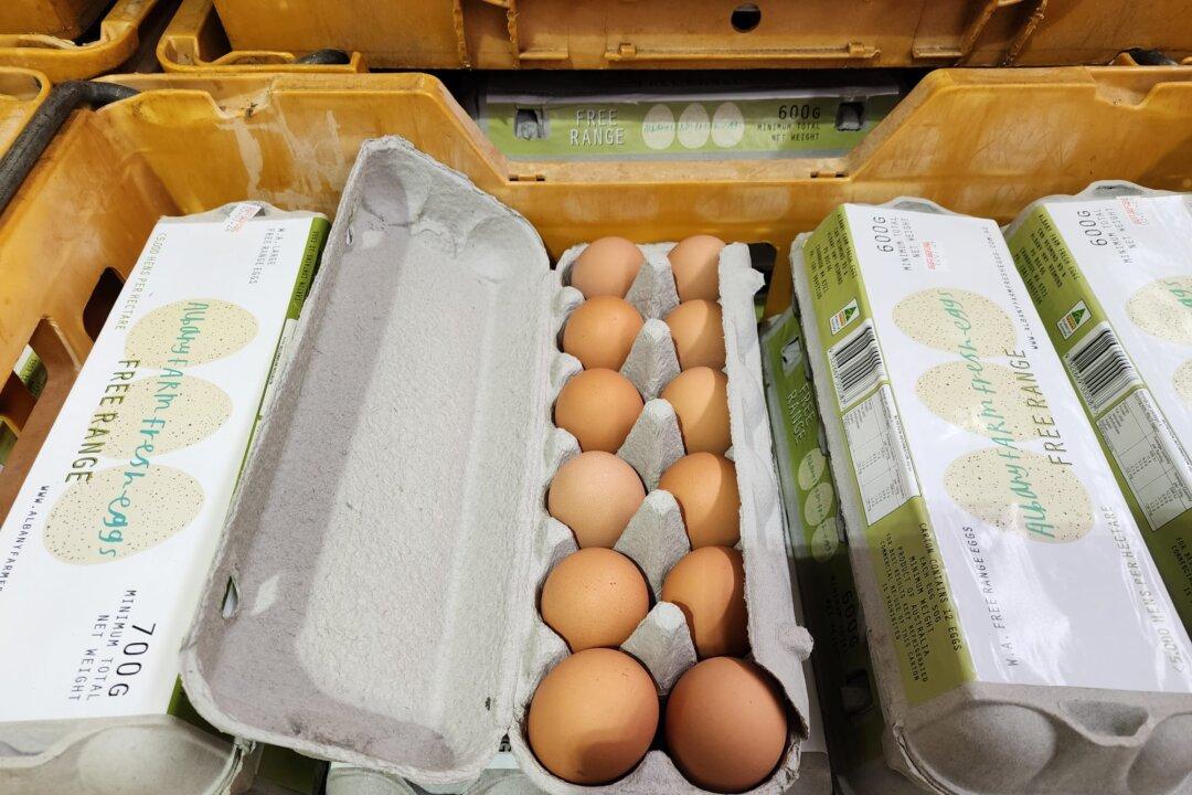 One Million Egg-Laying Hens to Be Euthanised in Bid to Control Bird Flu