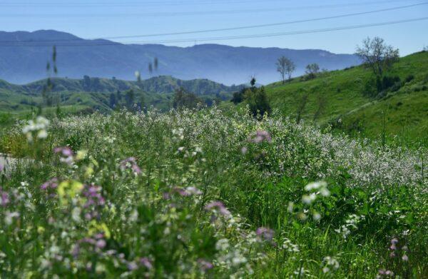 Wildflowers bloom at Chino Hills State Park in Chino Hills, Calif., on March 12, 2017. One of the bills in a package of environmental bills introduced by Republican legislators in California includes expanding this park. (Frederic J. Brown/AFP via Getty Images)