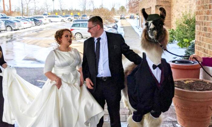 Man Brings a Llama in a Tux to His Sister’s Wedding, Fulfilling Promise Made 5 Years Ago