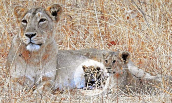Lioness Mom Adopts Sick Abandoned Leopard Cub and Takes Care of Him as Her Own