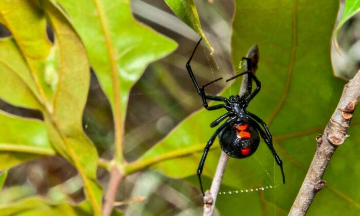 New Black Widow Spider Species With Purple Egg Sac Discovered by Scientist in South Africa