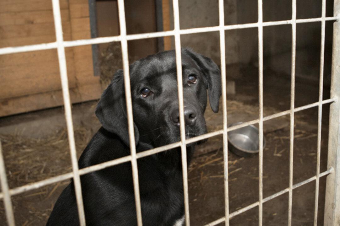 Dog Sick From Living 9 Years at Shelter Finally Goes Home With Foster Mom, Blossoms