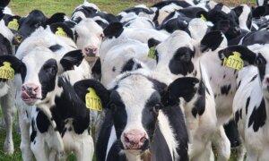 Methane on the Menu: Denmark’s Tax, Bovaer, and the Global Ripple Effect