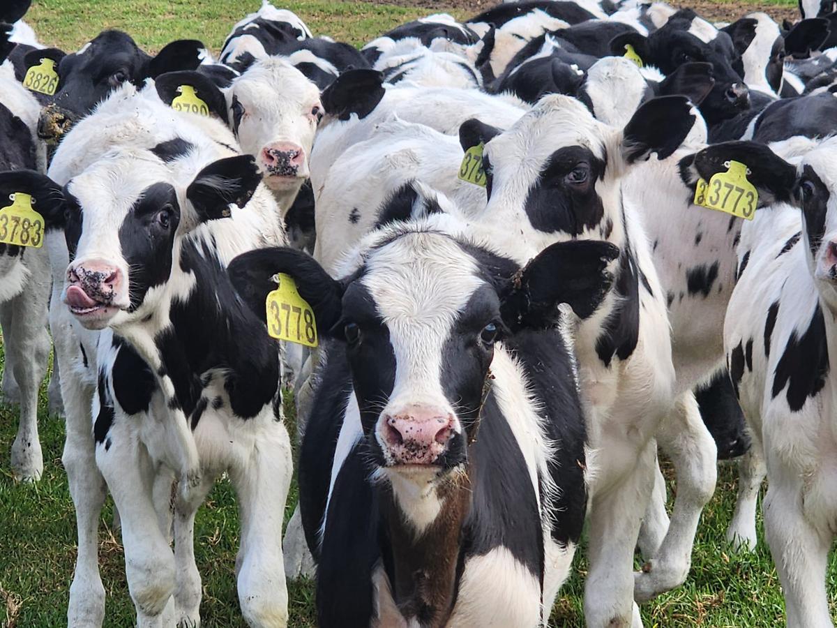 Dairy Producers Distance Themselves from Methane-Reducing Cattle Additive