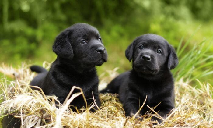 ‘They Were Just Flying Out’: Female Black Lab Gives Birth to 13 Adorable Puppies, Shocks Owners