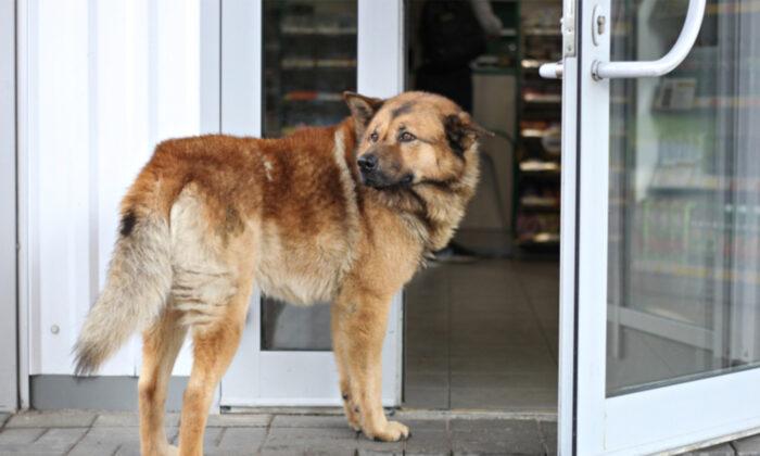 Stray Dog ‘Subway Sally’ Waits Outside a Sandwich Shop Every Night for a Free Meal