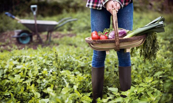 Tips for Starting a Vegetable Garden