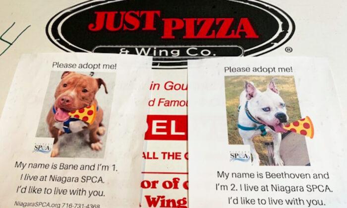 Pizza Shop Puts Photos of Shelter Dogs on Delivery Boxes to Help Them Find Homes