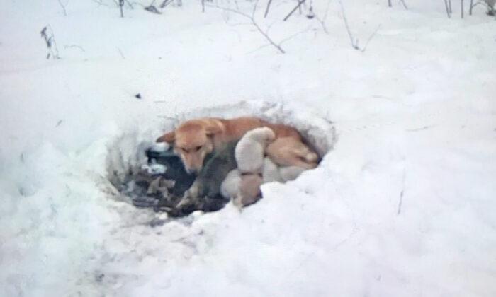 Dog That Was Rescued With Her Puppies From a Snowdrift Is Now Thriving at Her Forever Home