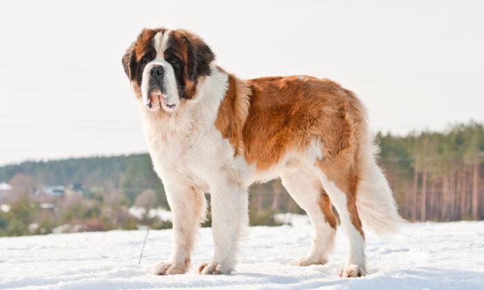 Homeless, Giant, 130-Pound Saint Bernard Dog Gets Adopted, Meets Forever Family for First Time