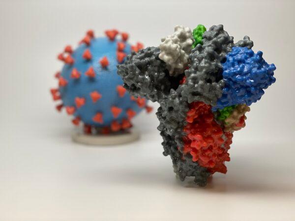 A new study in 2022 found that a neutrophil-associated cationic protein contained in saliva can prevent Covid-19 infection. This image shows a 3D print of a spike protein of SARS-CoV-2—the virus that causes COVID-19—in front of a 3D print of a SARS-CoV-2 virus particle. (Courtesy of NIAID/RML)