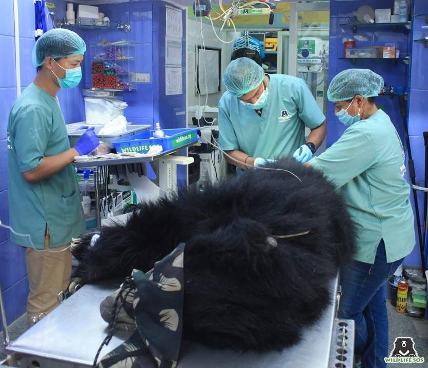 Surgery to remove the shrapnel that caused severe spinal injuries (Photo courtesy of <a href="https://wildlifesos.org/">Wildlife S.O.S</a>)