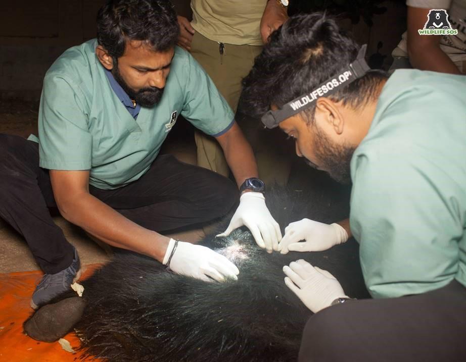 Abby was shifted to the Bannerghatta Bear Rescue Center for intensive treatment. (Photo courtesy of <a href="https://wildlifesos.org/">Wildlife S.O.S</a>)<span style="font-size: 16px;"> </span>