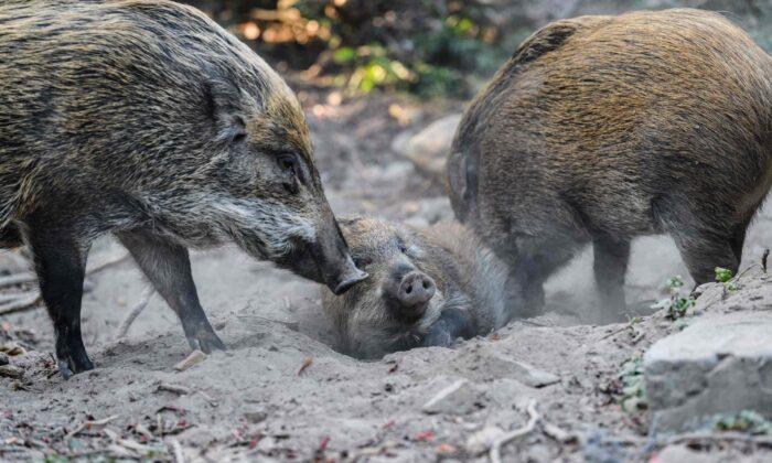 China Reports New African Swine Fever Cases Among Wild Boars