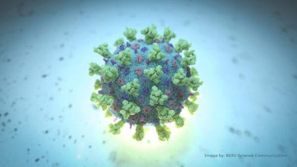 A computer image shows a model structurally representative of a beta coronavirus, the type of virus linked to COVID-19, better known as the coronavirus linked to the Wuhan outbreak, shared with Reuters on Feb. 18, 2020. (NEXU Science Communication/via Reuters)