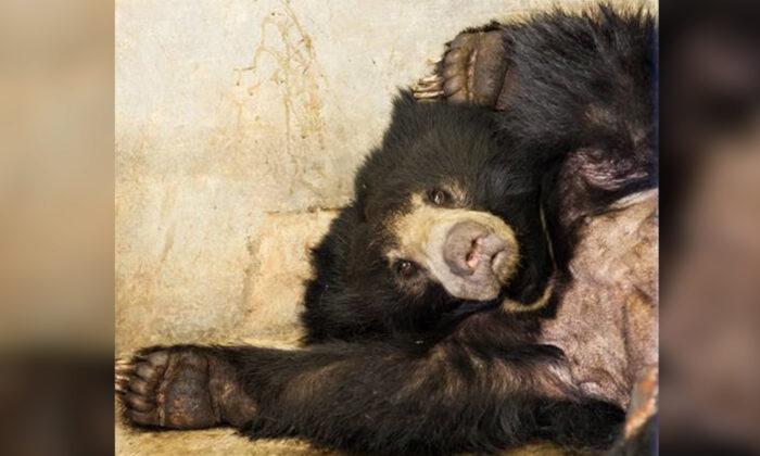 5-Year-Old Sloth Bear With Severe Gunshot Injuries Rescued, Shows Signs of Improvement