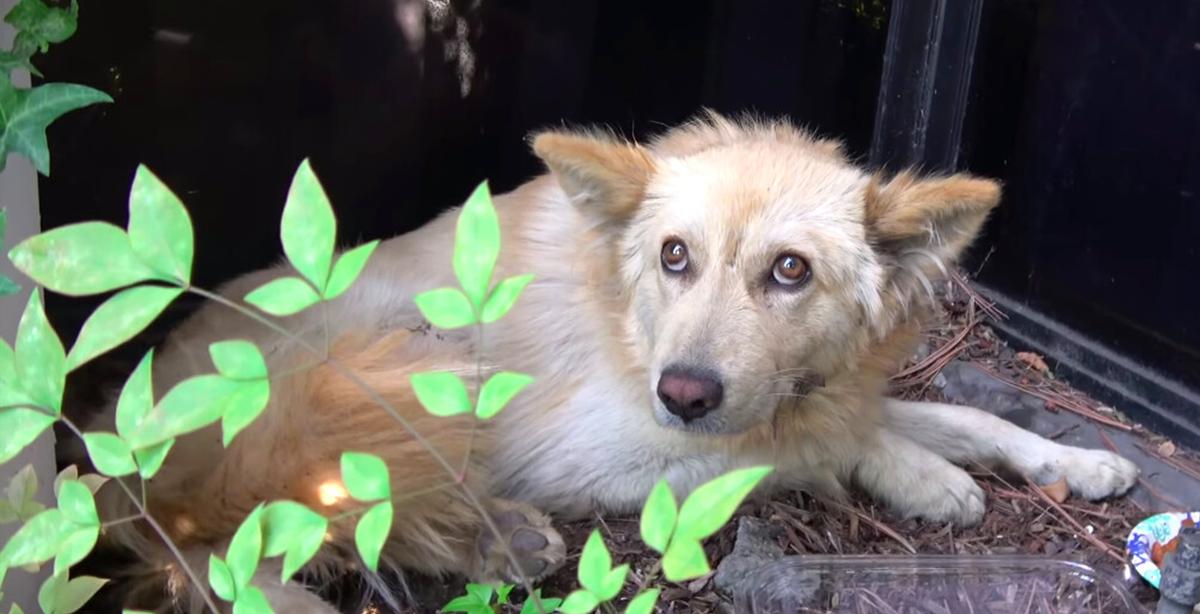 Golden Retriever Was Kicked So Hard That He Hid Quietly in Bushes Before Help Arrived